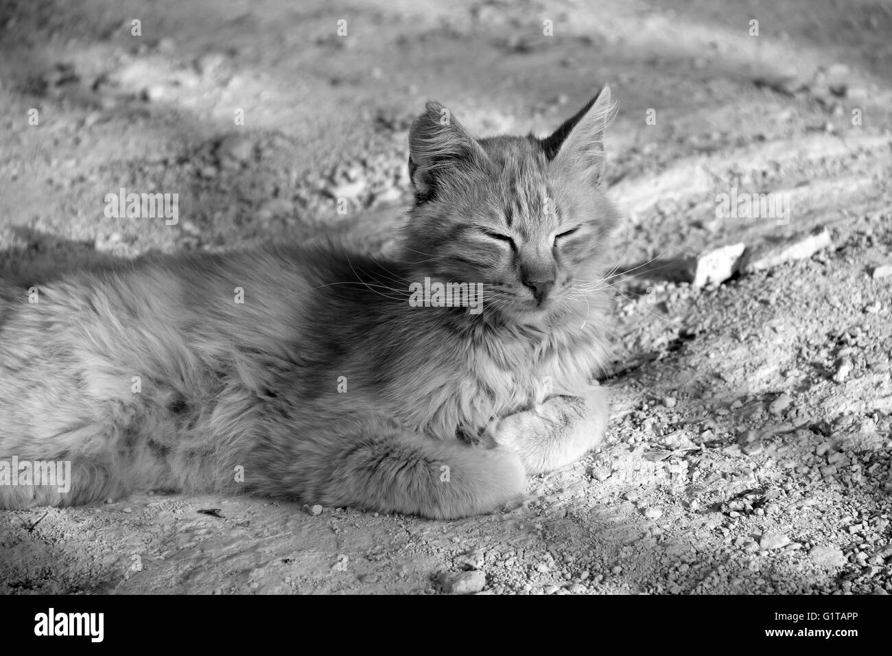 Un gatto sdraiato nella luce del tramonto lasciando il mondo andare buy in Cipro Foto Stock