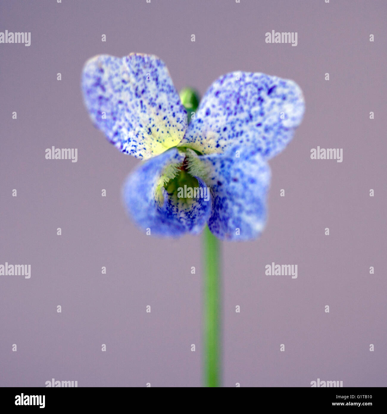 Close up a forma di farfalla viola blu lentiggini fiore Foto Stock