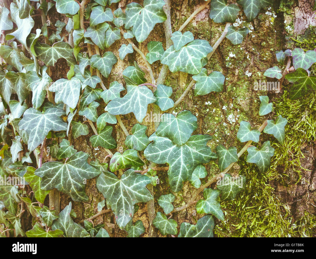Ivy sulla corteccia di un albero Foto Stock