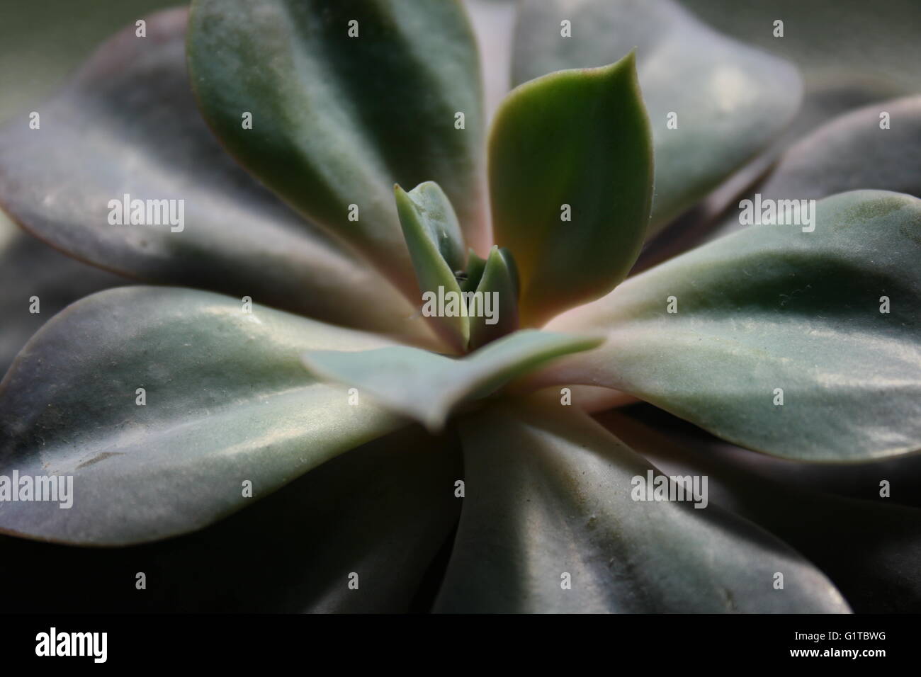 Close up di un succulento Foto Stock