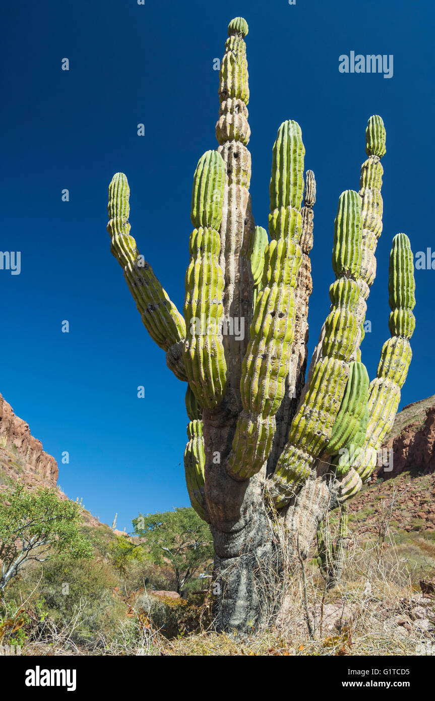 Cardon cactus, Pachycereus Pringlei, Isola di Espiritu Santo, Baja California Sur, Messico Foto Stock