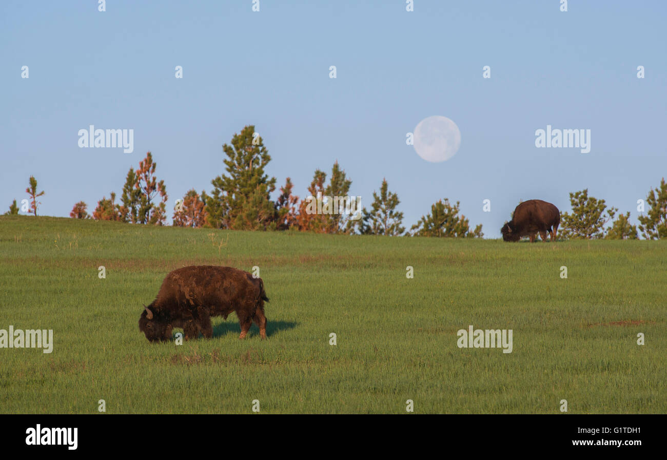 I bisonti americani (Bison bison) adulti pascolare sui prati, luna piena, Dakota del Sud, Stati Uniti d'America occidentale Foto Stock