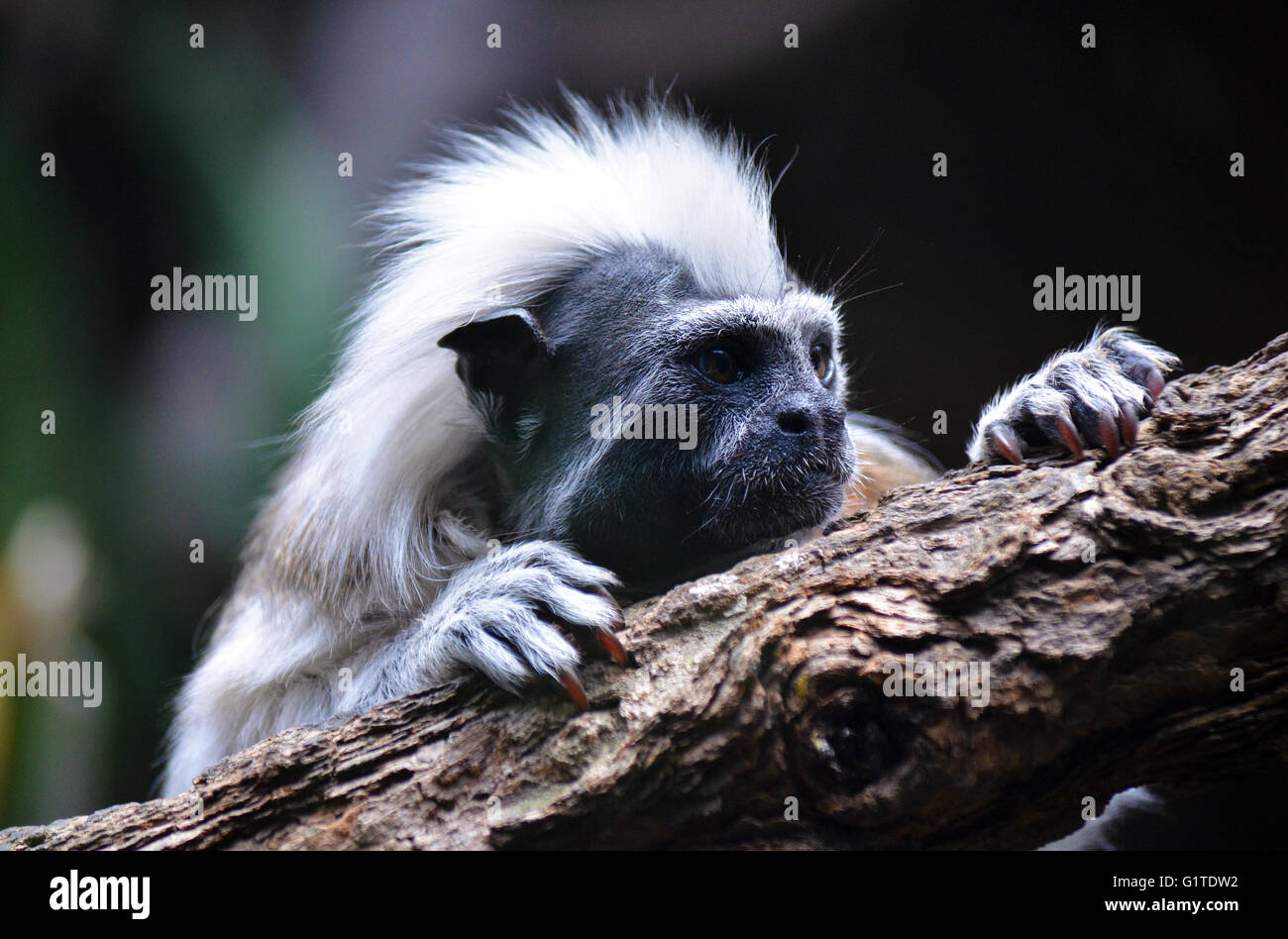 Mohawk bianca criniera di un cotone top Tamarin monkey Foto Stock