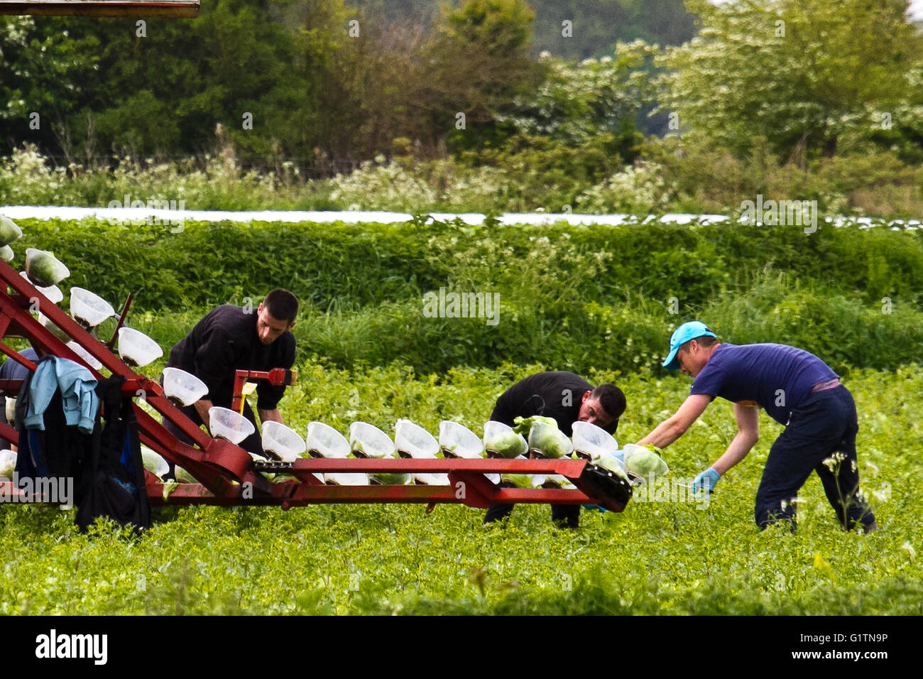 Tarleton, UK. 19 Maggio, 2016. Fattoria di migranti lavoratori viaggiare a Tarleton ogni anno per aiutare con la coltivazione e il raccolto di colture di insalata, che vengono poi vendute in grandi catene di supermercati del Regno Unito. Agricola-basato i datori di lavoro possono includere gli agricoltori, azienda agricola le cooperative, elevatori delle granaglie, case verdi, le industrie di trasformazione alimentare e vivai. Alcuni possono contratto con manodopera agricola ai contraenti di sorvegliare le procedure di assunzione e di pagamento del migrante o equipaggi stagionali. Credito: Cernan Elias/Alamy Live News Foto Stock