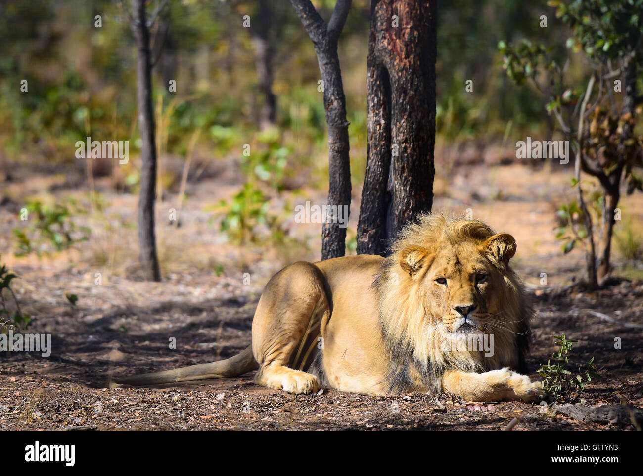 (160520) -- VAALWATER, 20 maggio 2016 (Xinhua) -- Foto scattata il 19 Maggio 2016 mostra uno dei 33 ex circus i Lions al Emoya gatto grande Santuario, Vaalwater, Sud Africa settentrionale della provincia di Limpopo. Tre Leoni salvato dalla Stichting Leeuw di Holland arrivati alla loro nuova casa, la Emoya gatto grande santuario di giovedì. Emoya significa "Benvenuti a casa" in Swazi lingua. Il Santuario, con una superficie di 5.000 ettari, è attualmente la casa di 44 grande gatti. Trenta-tre di loro sono stati i lions salvato da circhi tra Perù e Colombia e siamo arrivati qui il 1 maggio 2016. Il ricevimento del 3 leoni è Emoya' Foto Stock