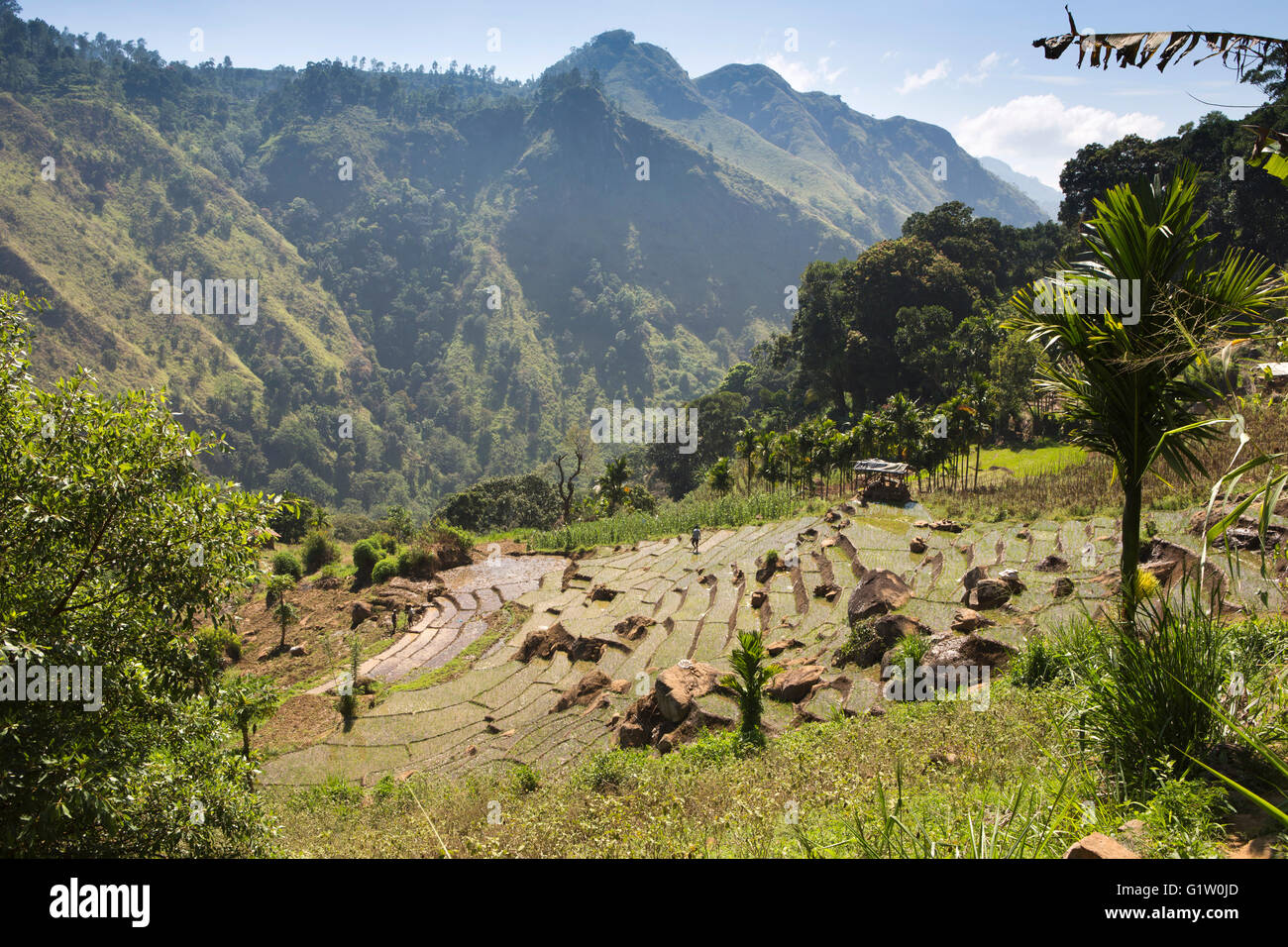 Sri Lanka, Ella, ripidamente inclinate terreni agricoli terrazzati sul lato di Ella Rock Foto Stock
