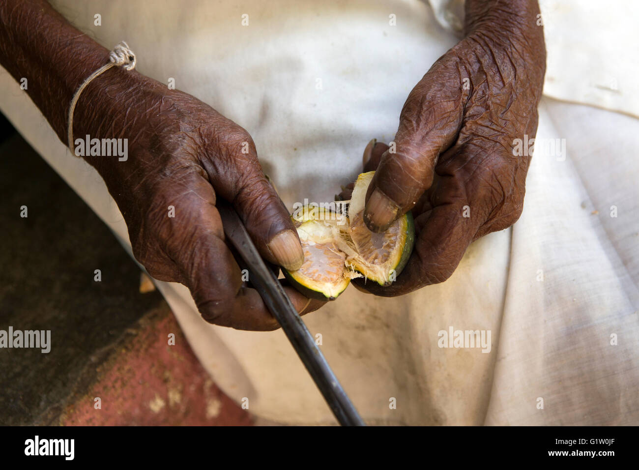 Sri Lanka, Ella, stropicciata mani di uomo vecchio frazionamento Noci di arec (betel) dadi Foto Stock