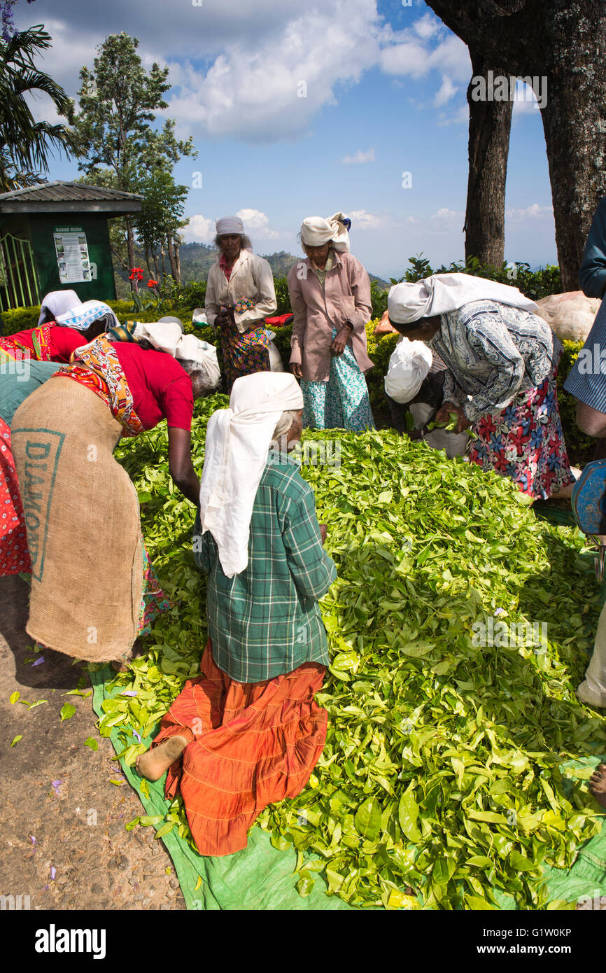 Sri Lanka, Ella, Finlay's Newburgh Green Tea Break Fabbrica, donne prendere l'aria in foglie sul terreno Foto Stock