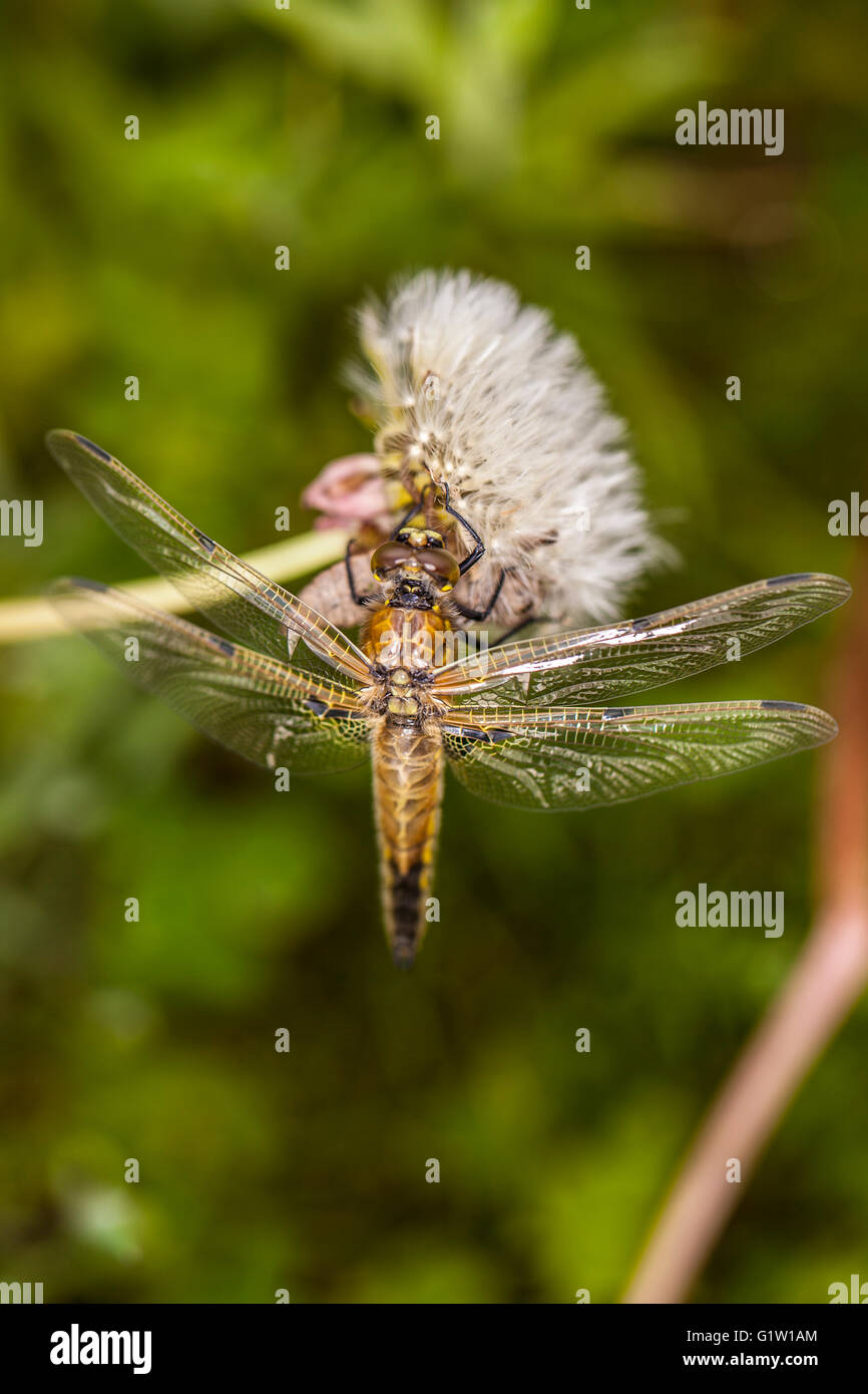 Dragonfly dalla vista dall'alto, nice big ali Foto Stock