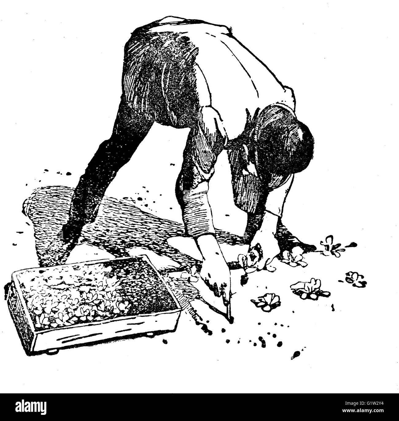 Orticoltura illustrazione vintage, coltivatore di piante piante in serra nel terreno scavando fori a distanza regolare Foto Stock