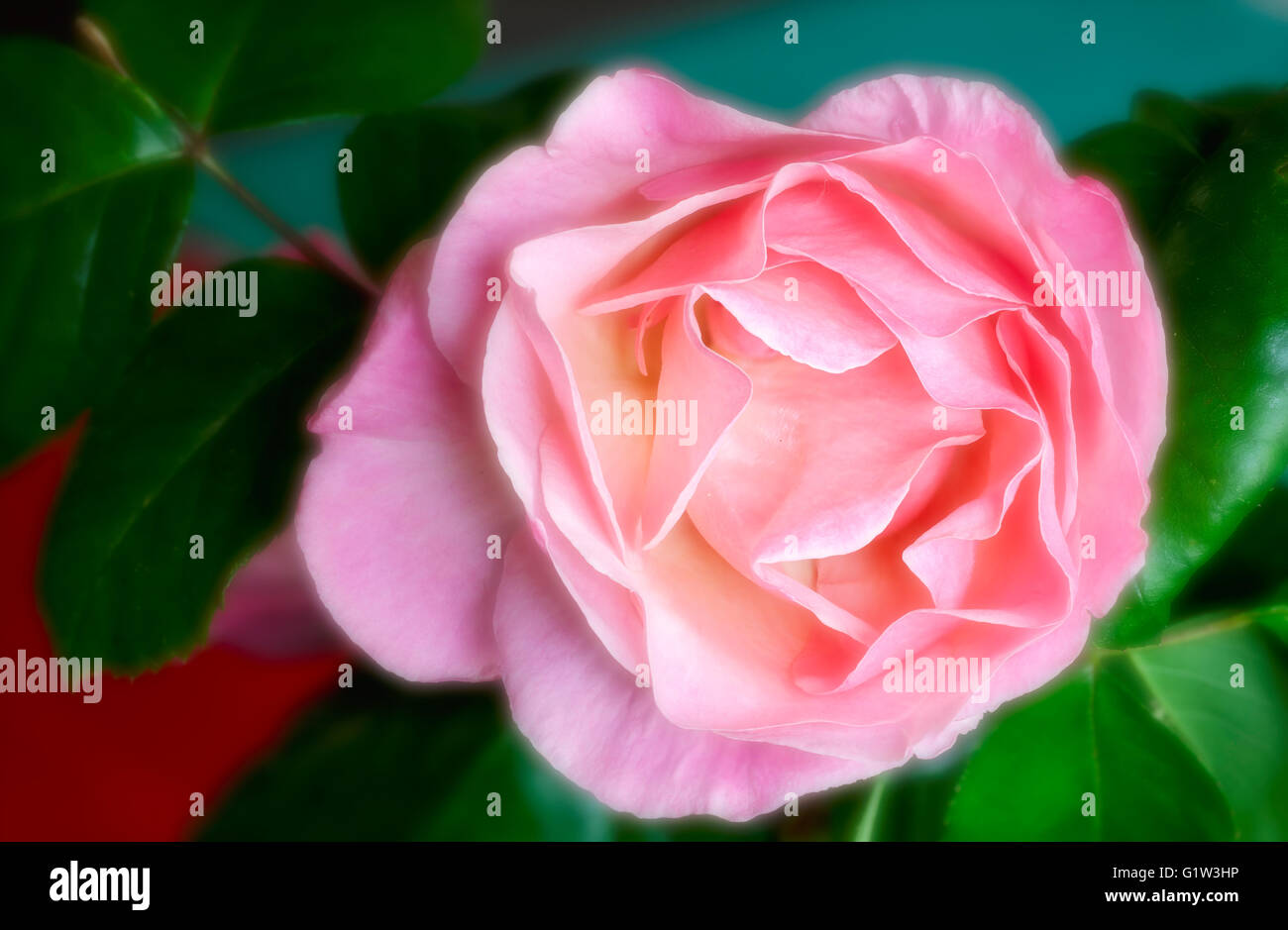 Primo piano della luce rosa rose fiore-Victoria, British Columbia, Canada. Foto Stock