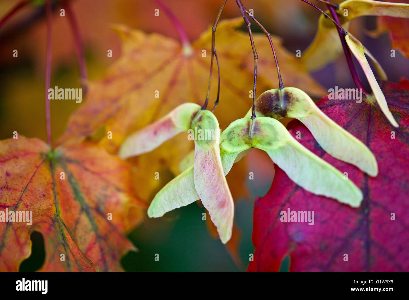 Maple Foglie di autunno Foto Stock