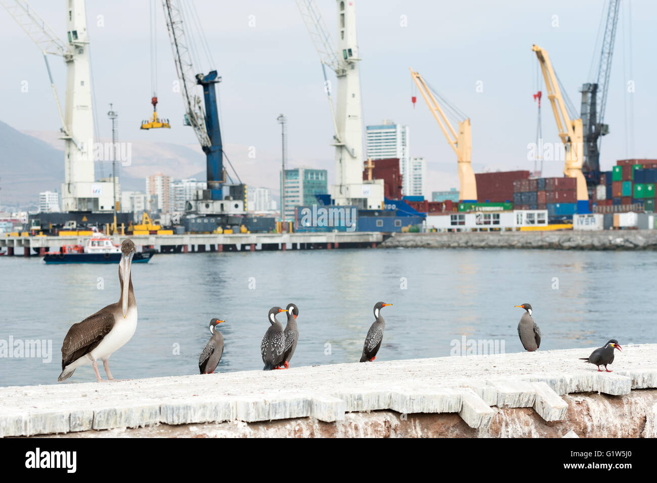 Gru a torre del porto di Iquique con autoctone di uccelli selvatici in primo piano, Iquique, Cile Foto Stock