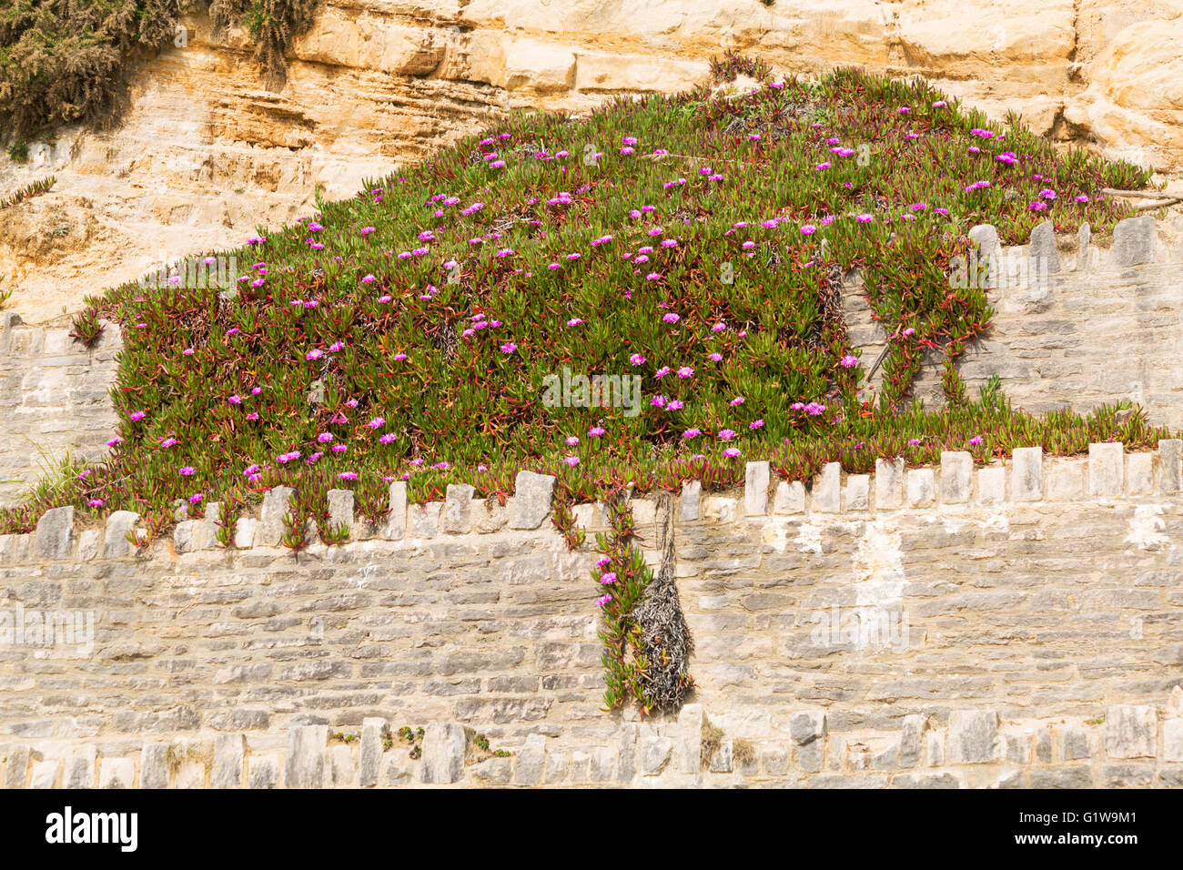 Mesembryanthemum fiori che crescono su cliffside a East Cliff di Bournemouth nel Maggio Foto Stock