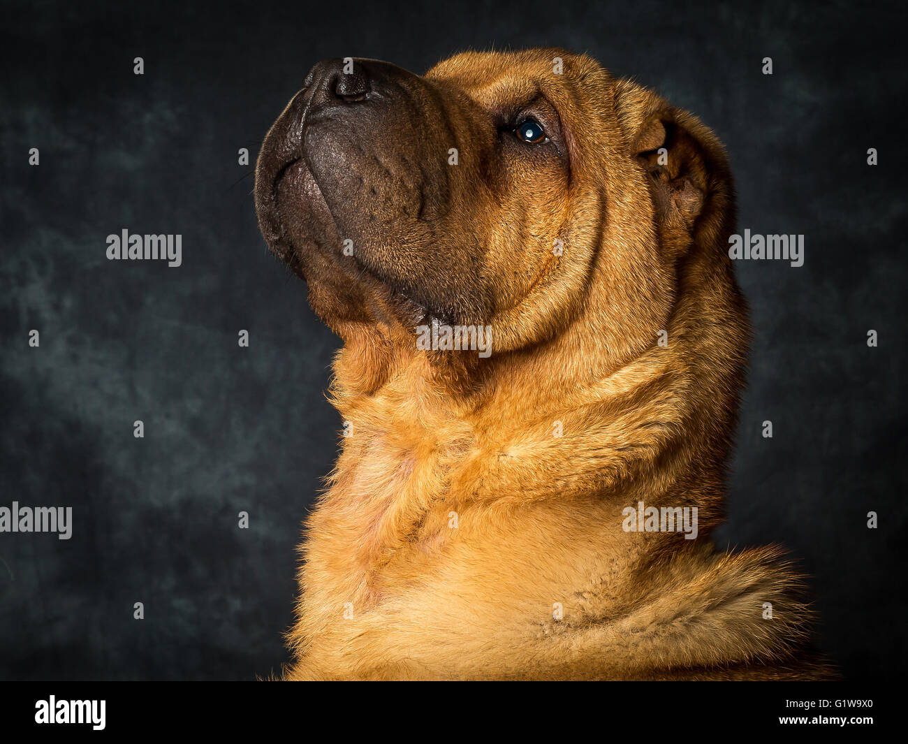 Shar Pei cane giapponese chiamato Dexter Foto Stock