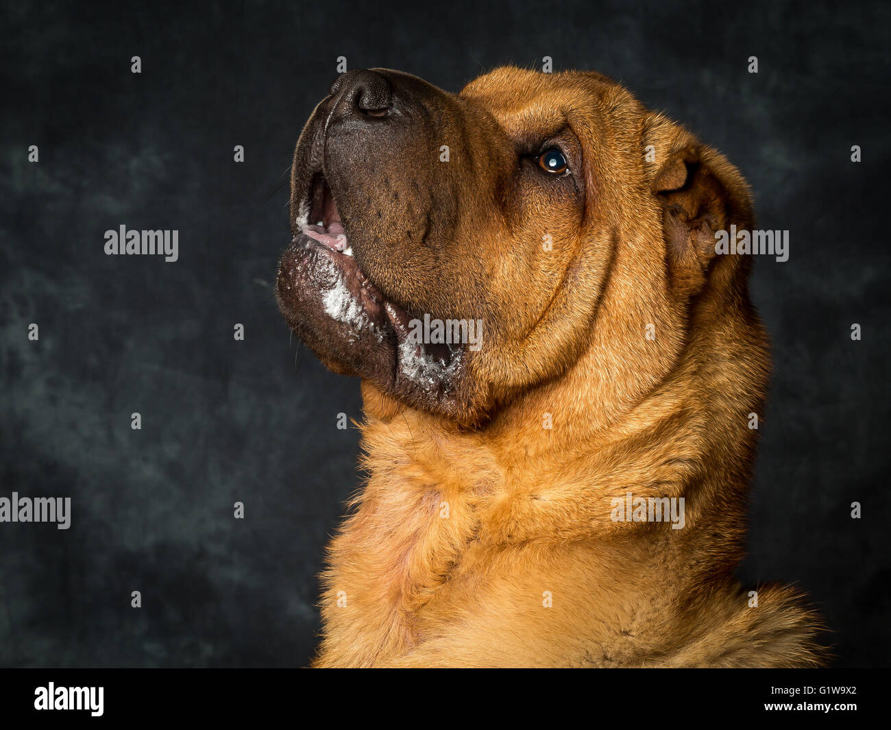 Shar Pei cane giapponese chiamato Dexter Foto Stock