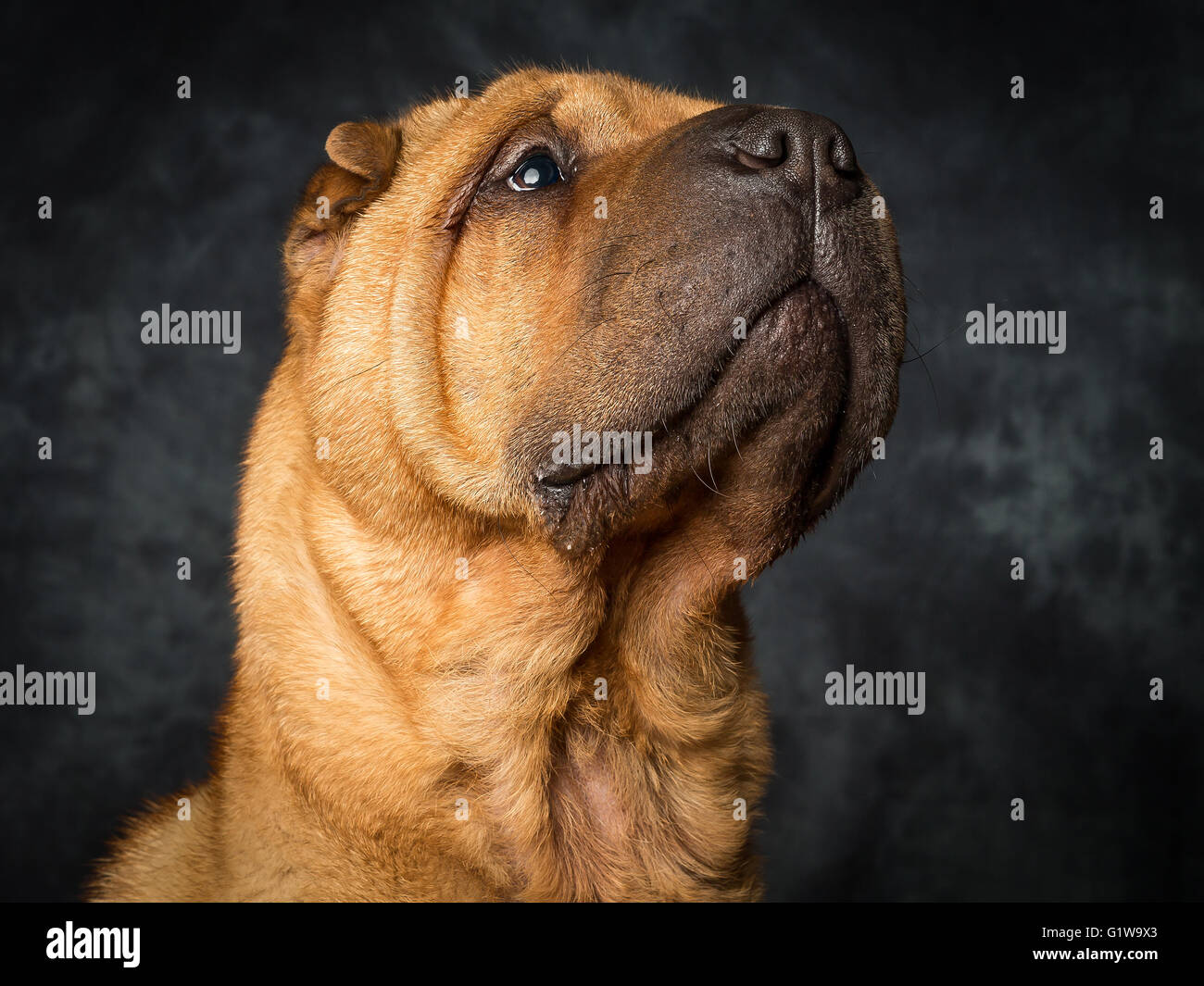 Shar Pei cane giapponese chiamato Dexter Foto Stock