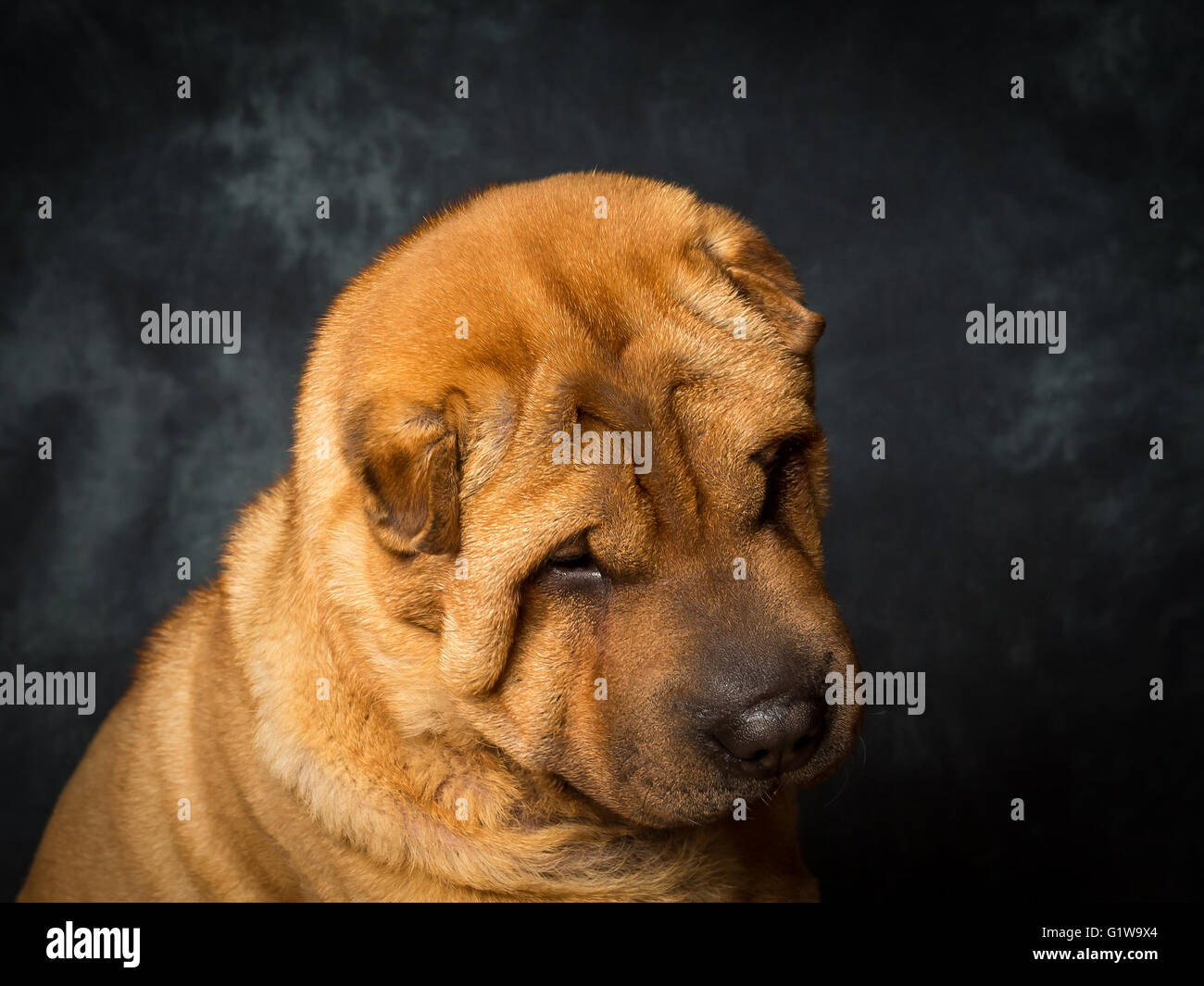Shar Pei cane giapponese chiamato Dexter Foto Stock