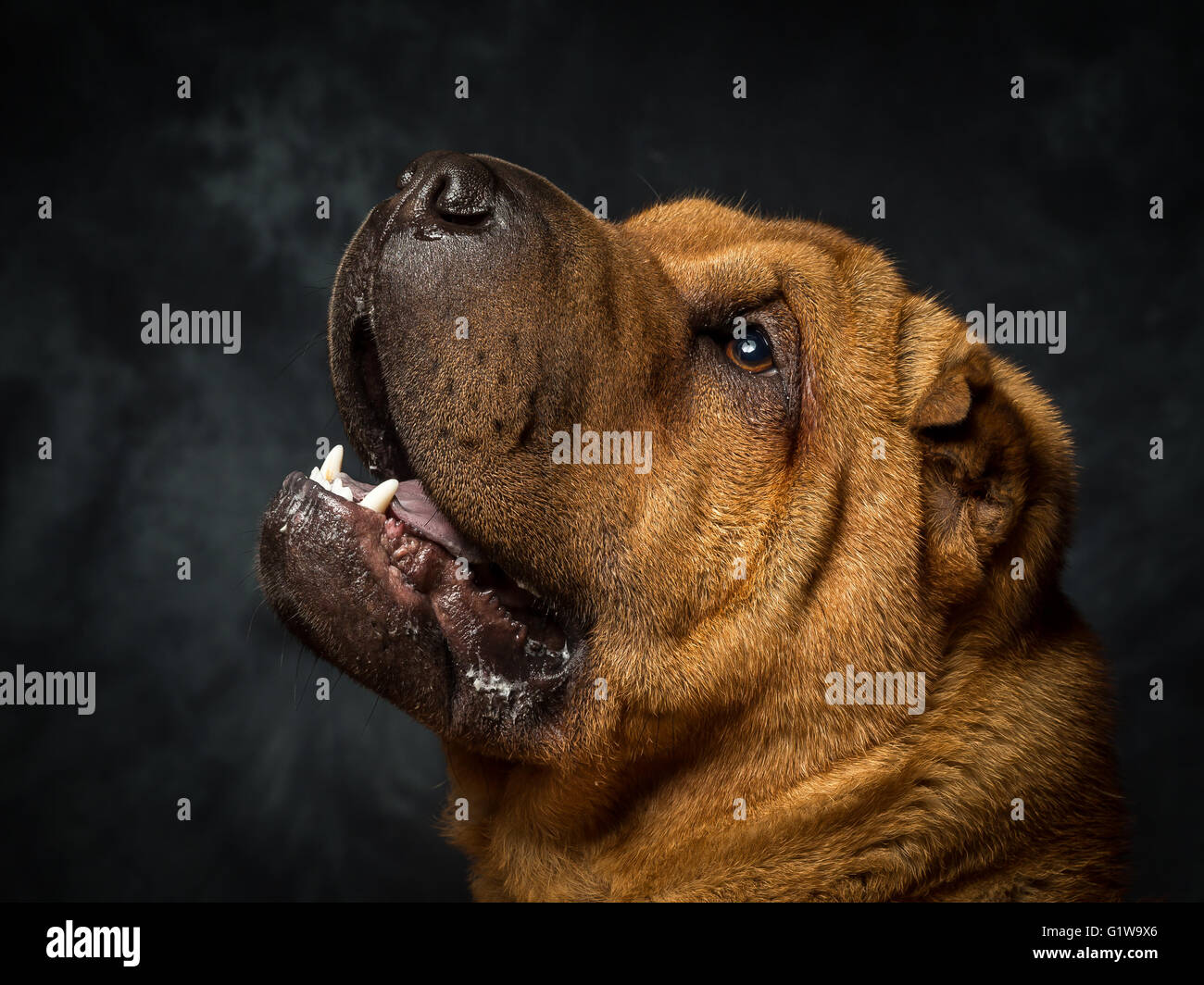 Shar Pei cane giapponese chiamato Dexter Foto Stock