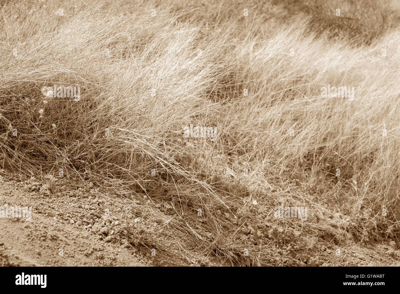 Erba secca e terra asciutta, tonalità terra edito, sfondo astratto Foto Stock