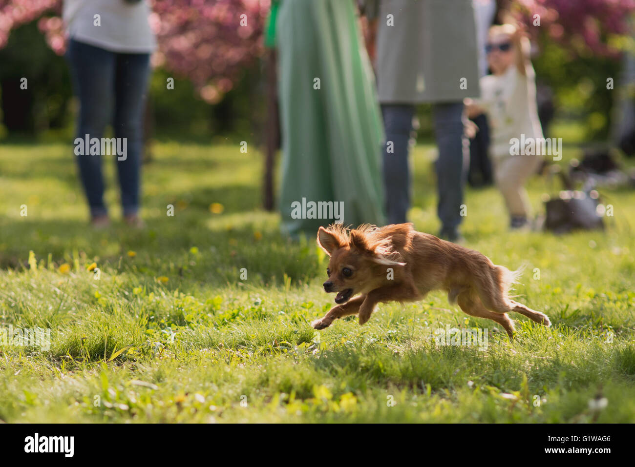Hairy chihuahua cane saltando in bellissimi campi in erba nella parte anteriore delle gambe umane Foto Stock