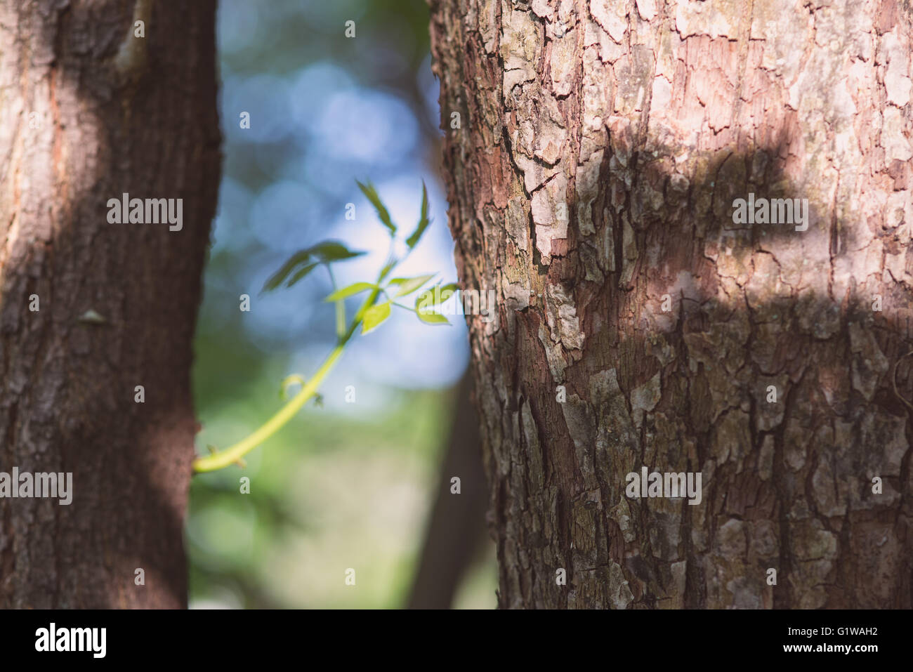 Verde fresco giovane pianta di nuove sementi nati e cresciuti tra due trunk Foto Stock