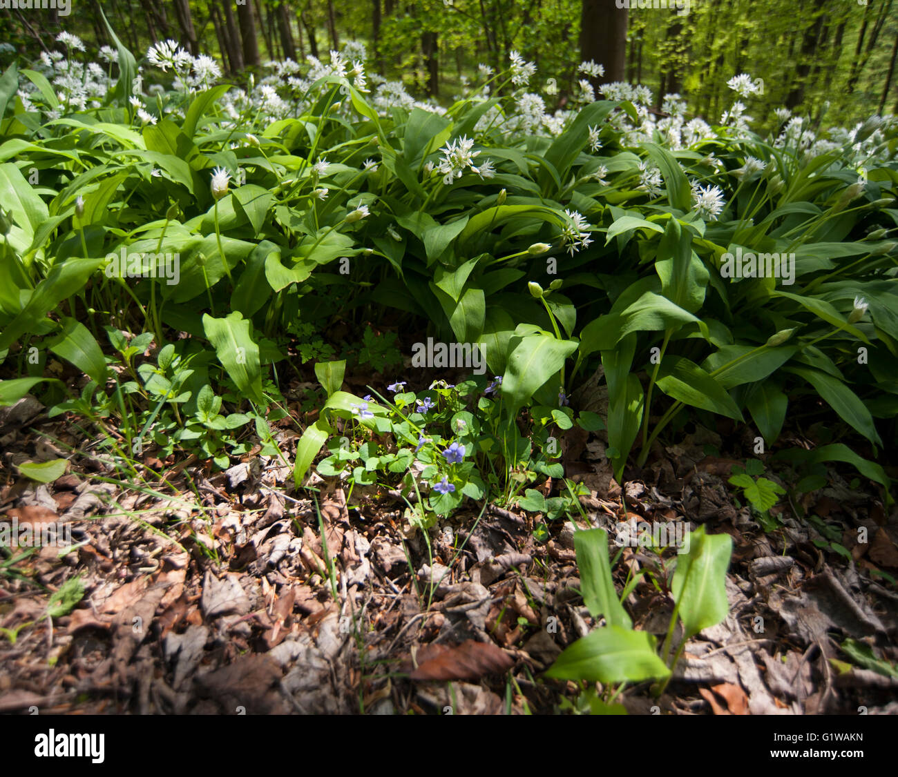 Aglio selvatico (Allium ursinum) nella primavera del bosco Foto Stock
