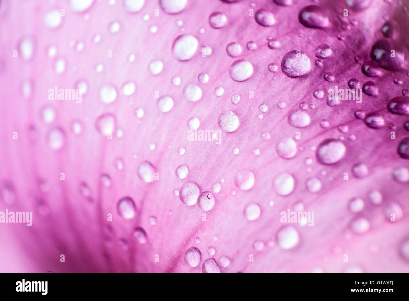 Bella discesa di acqua sui petali di rosa macro. Foto Stock