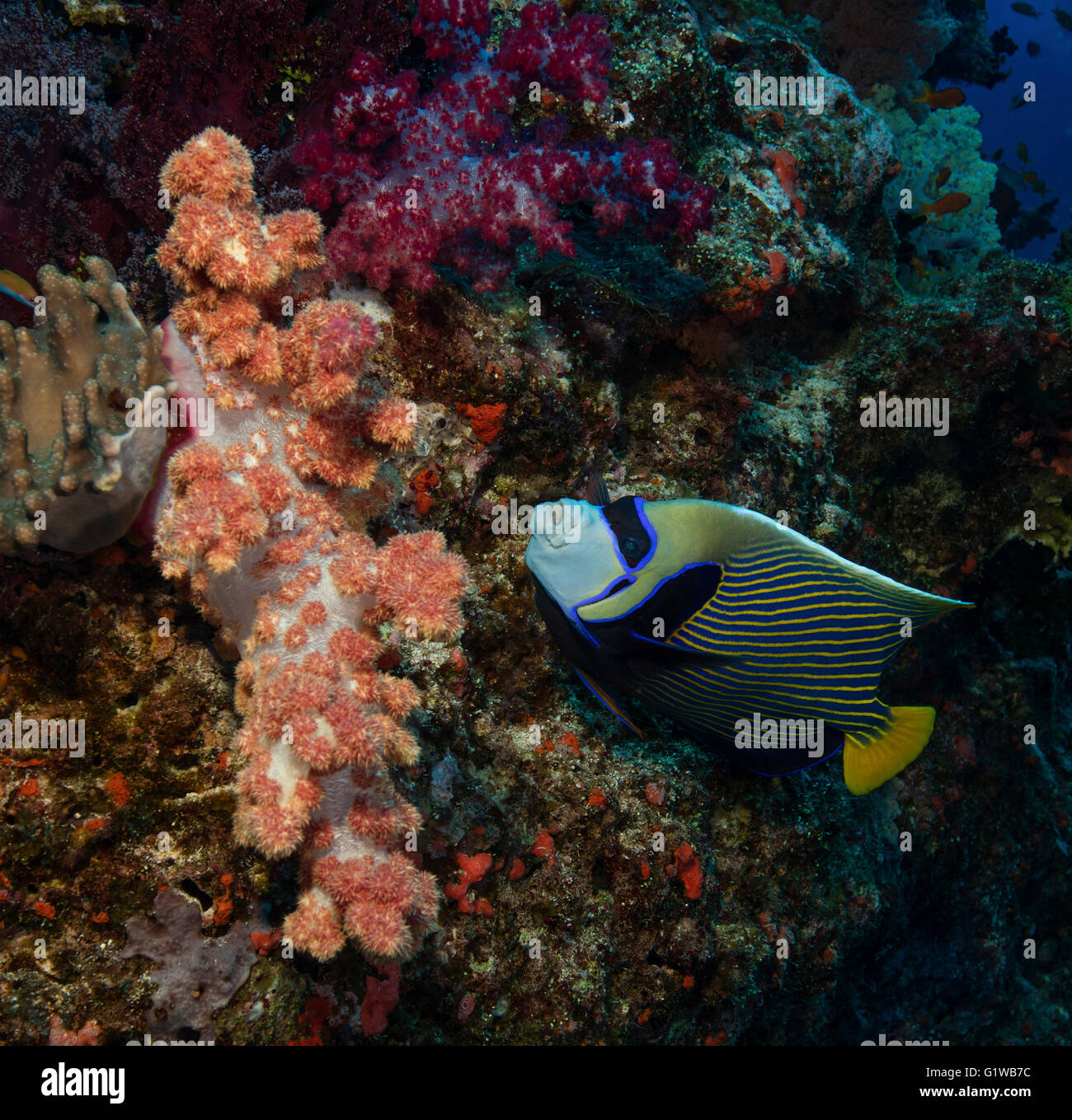 Emperior angelfish approcci soft coral su una scogliera di corallo nelle isole Figi. Foto Stock