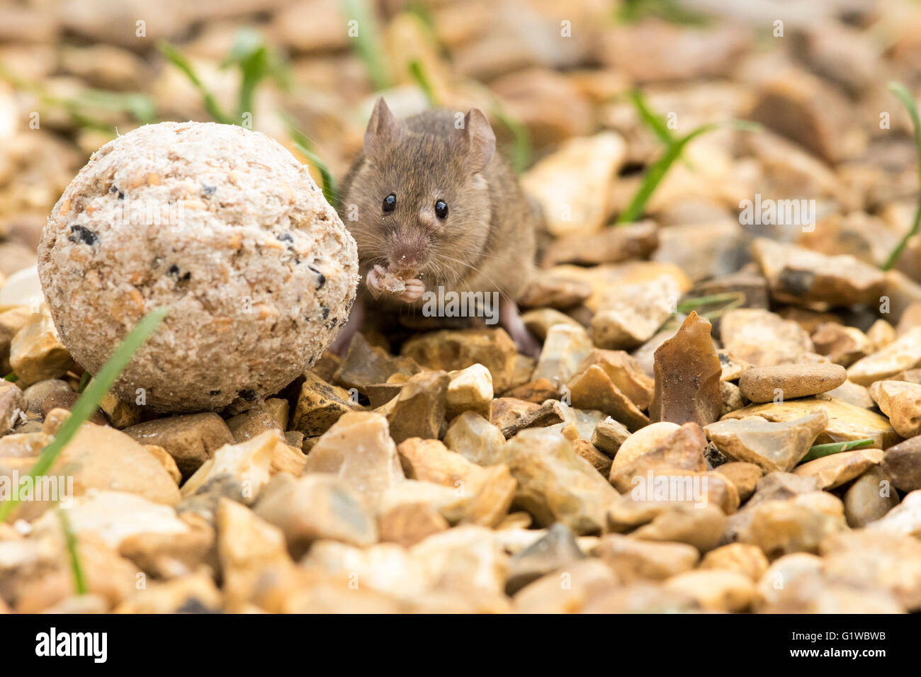 Mouse (Mus musculus) sulle gambe posteriori alimentazione su/adiacente al fat-sfera da zampe, vista frontale, su ghiaia con lame di erba, giorno, REGNO UNITO Foto Stock