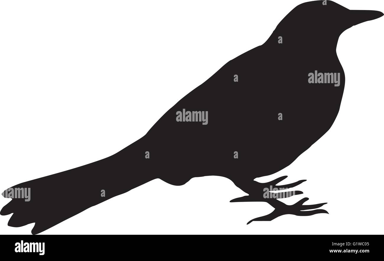 Blackbird silhouette Illustrazione Vettoriale