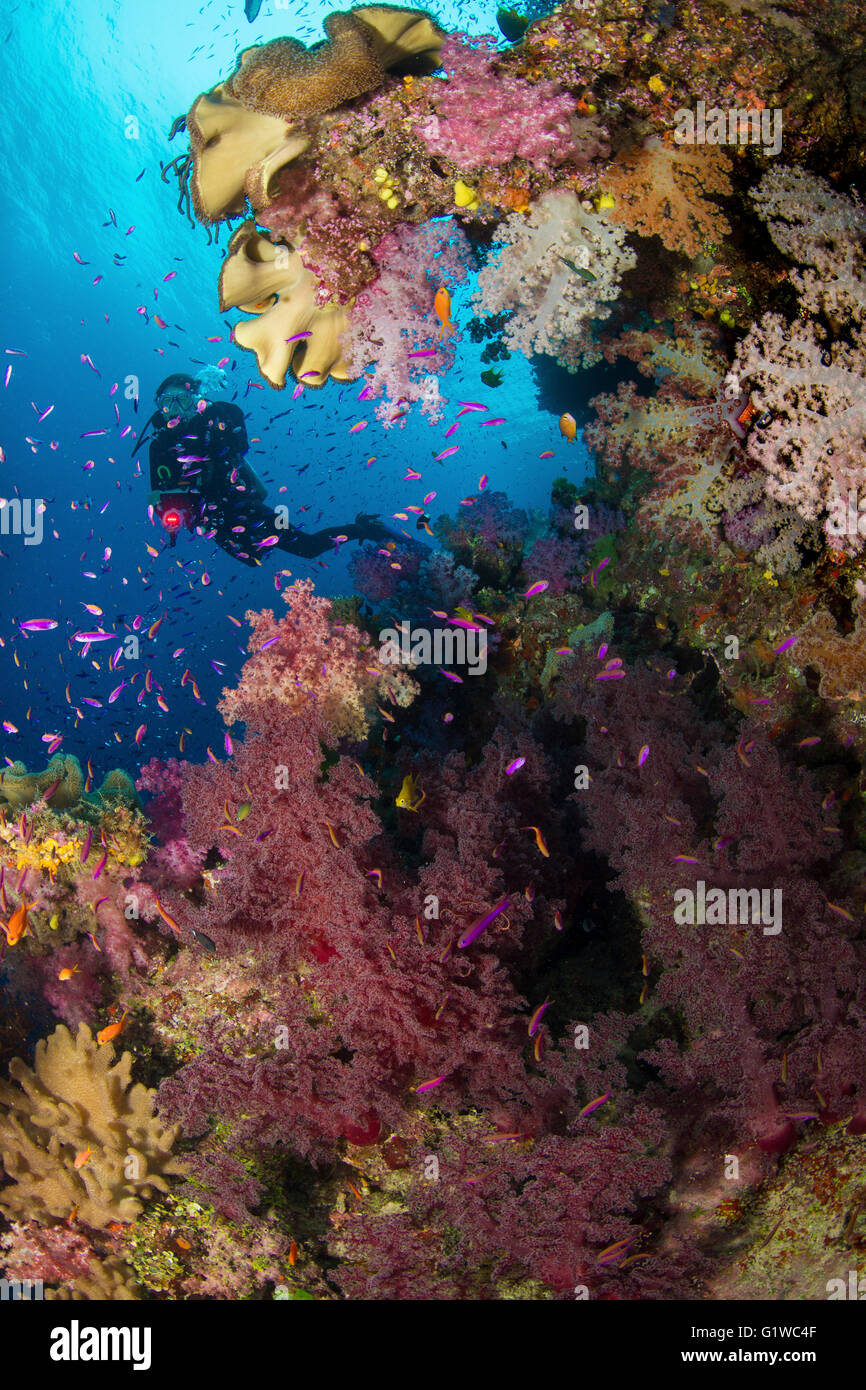 Scuba Diver su un vibrante barriera corallina nelle isole Figi. Foto Stock