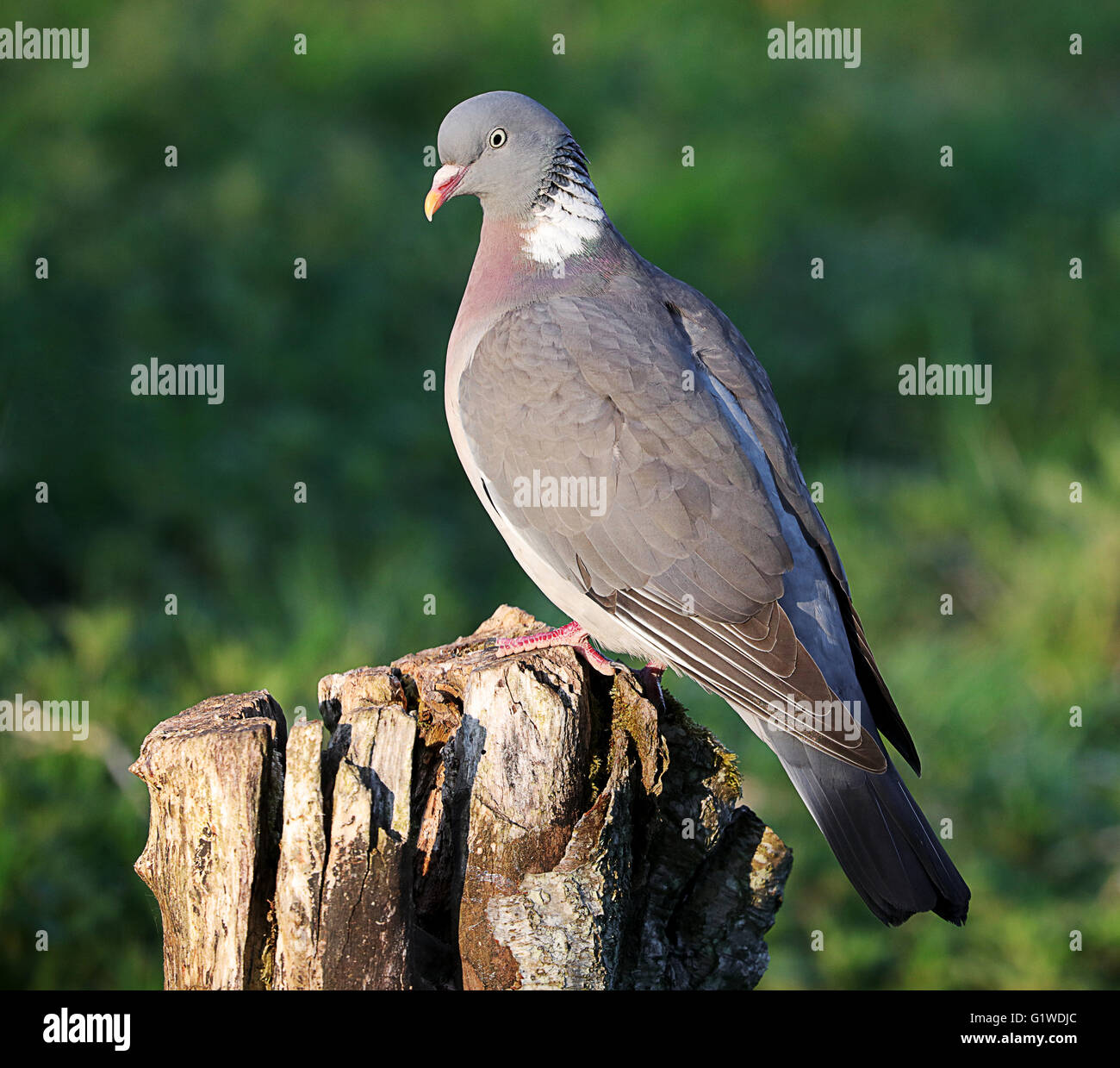 Colombaccio Columba sul moncone Foto Stock