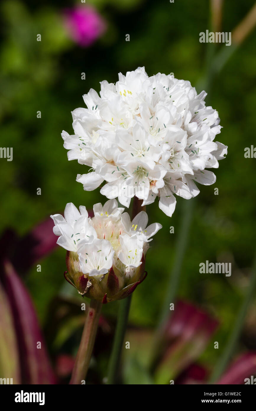 Bianco globulari le teste dei fiori di primavera a fioritura estiva evergreen perenne, Armeria pseudarmeria "Ballerina bianca" Foto Stock