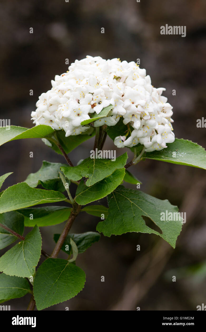Fiore globulare testa del fragrante, snowball decidui arbusto, Viburnum x carlcephalum Foto Stock