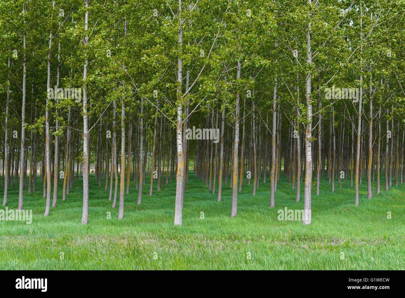 Molla di scena di foresta con alberi ad alto fusto. Sfondo naturale Foto Stock
