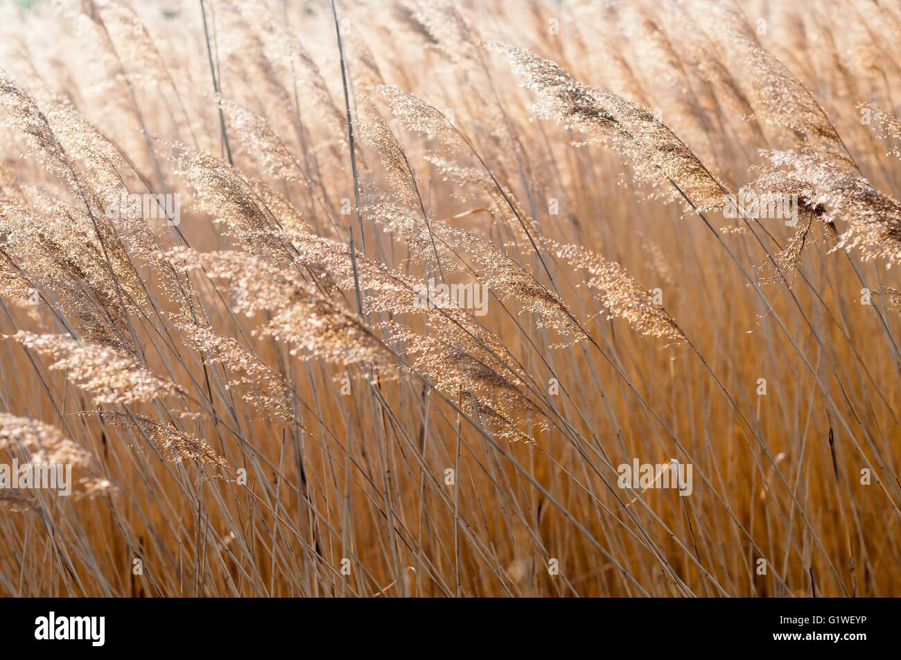 Bella close-up di marrone erba secca steli sulla giornata d'autunno. Sunny autunno sfondo Foto Stock