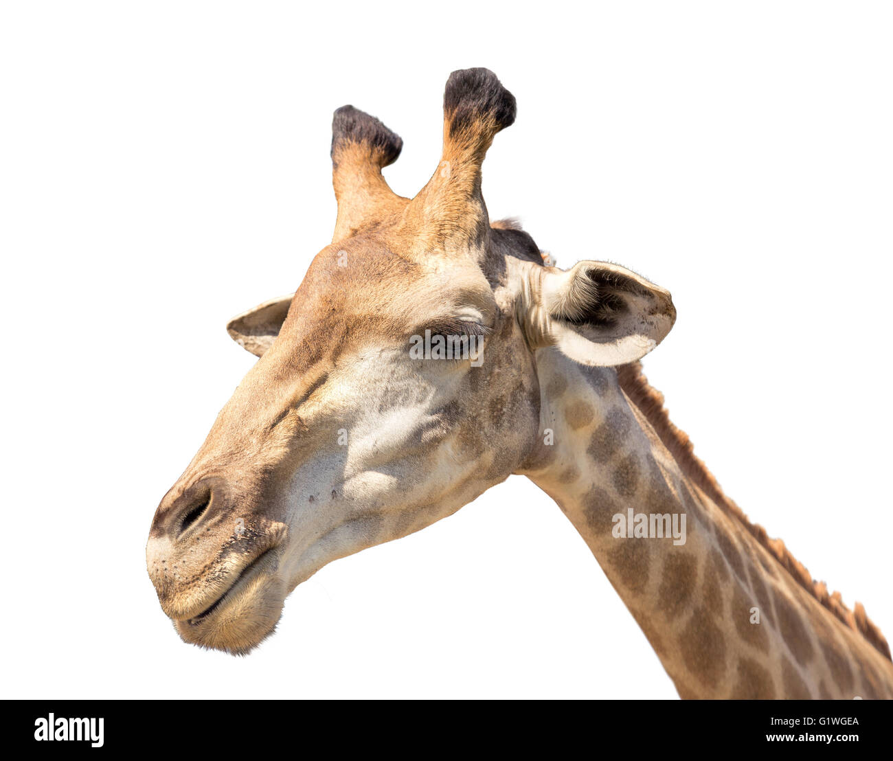 Testa di giraffa isolato su bianco close up shot Foto Stock