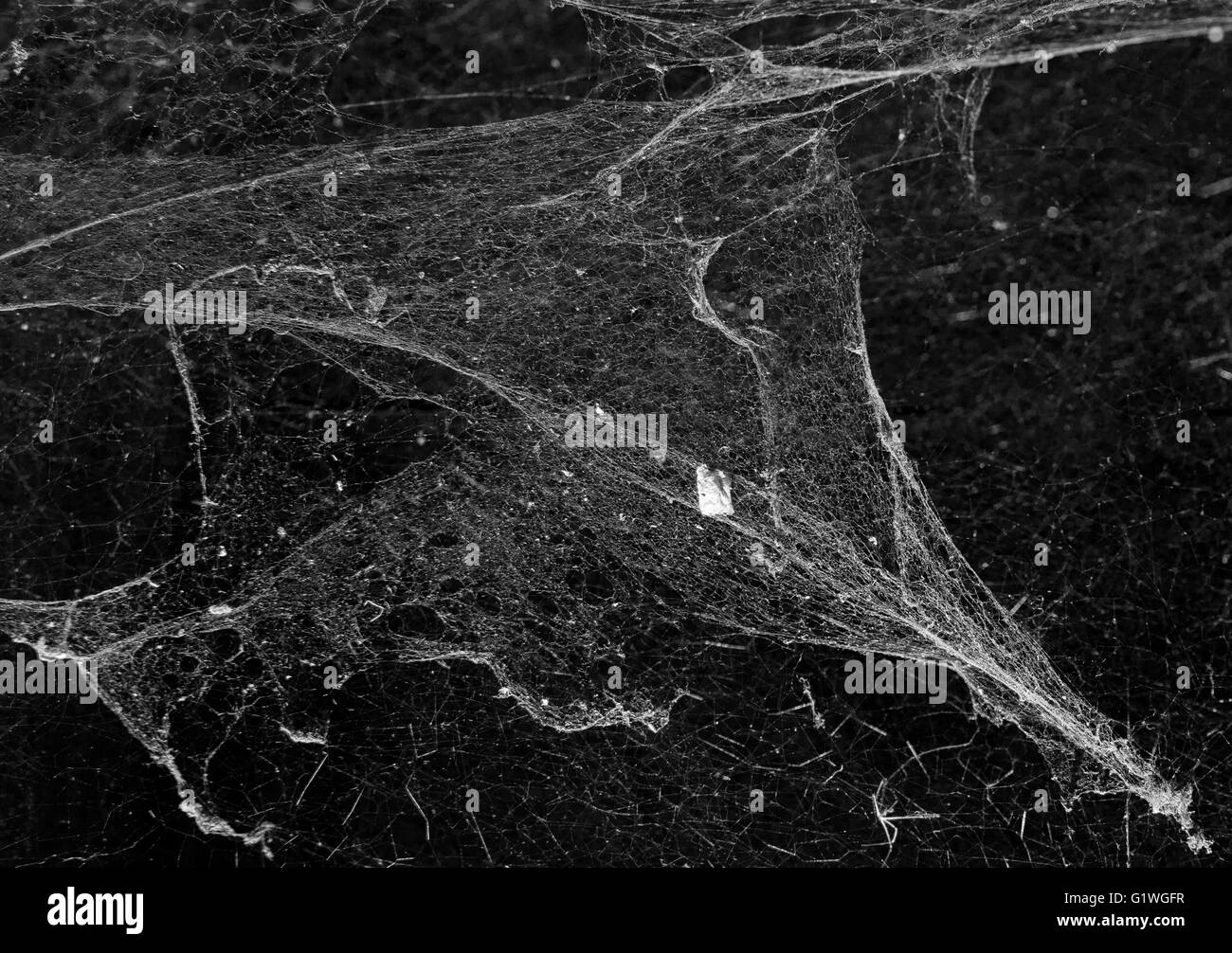 Ragnatela o spider web in antica casa tailandese su sfondo scuro Foto Stock