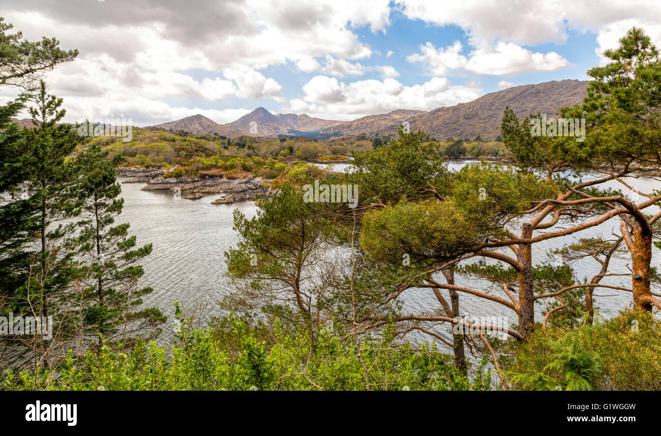 Abeti e pini nei giardini esotici, grazie al micro clima di guarnire (Ilnacullin) Isola, Bantry Bay, Co Cork, Irlanda. Foto Stock