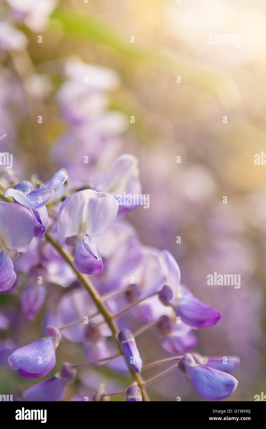 Robinia pseudoacacia tree fiori, sapere come robinia viola, rosa, spazio di copia Foto Stock