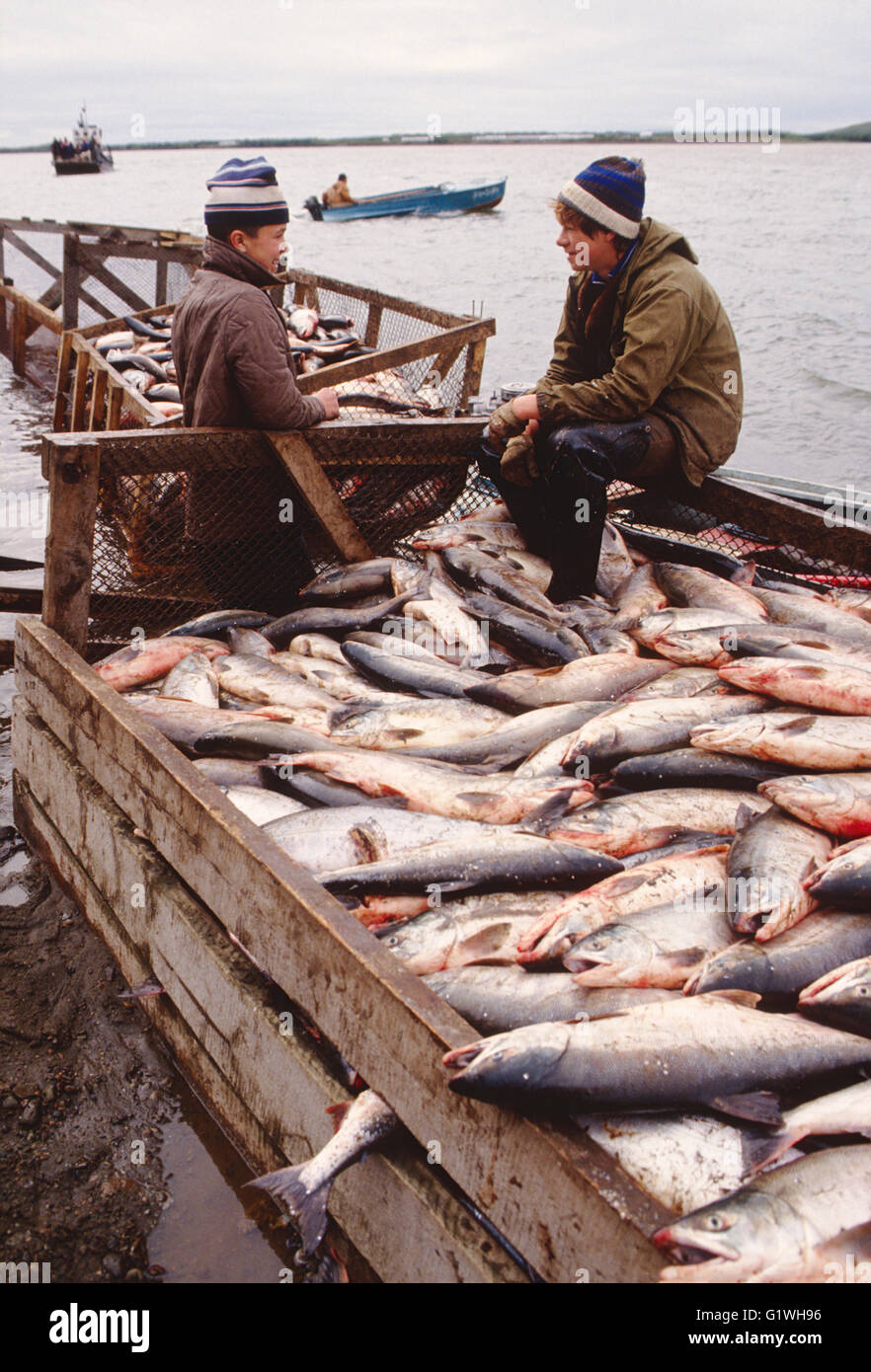 I lavoratori di salmoni Pesci impianto di trasformazione, Ust Belaya; Siberia; Chukchi Peninsula; Magadan Regione; Federazione russa; ex URSS Foto Stock