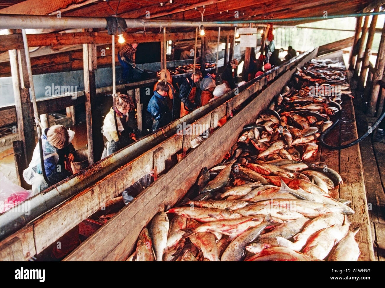 I lavoratori di salmoni Pesci impianto di trasformazione, Ust Belaya; Siberia; Chukchi Peninsula; Magadan Regione; Federazione russa; ex URSS Foto Stock