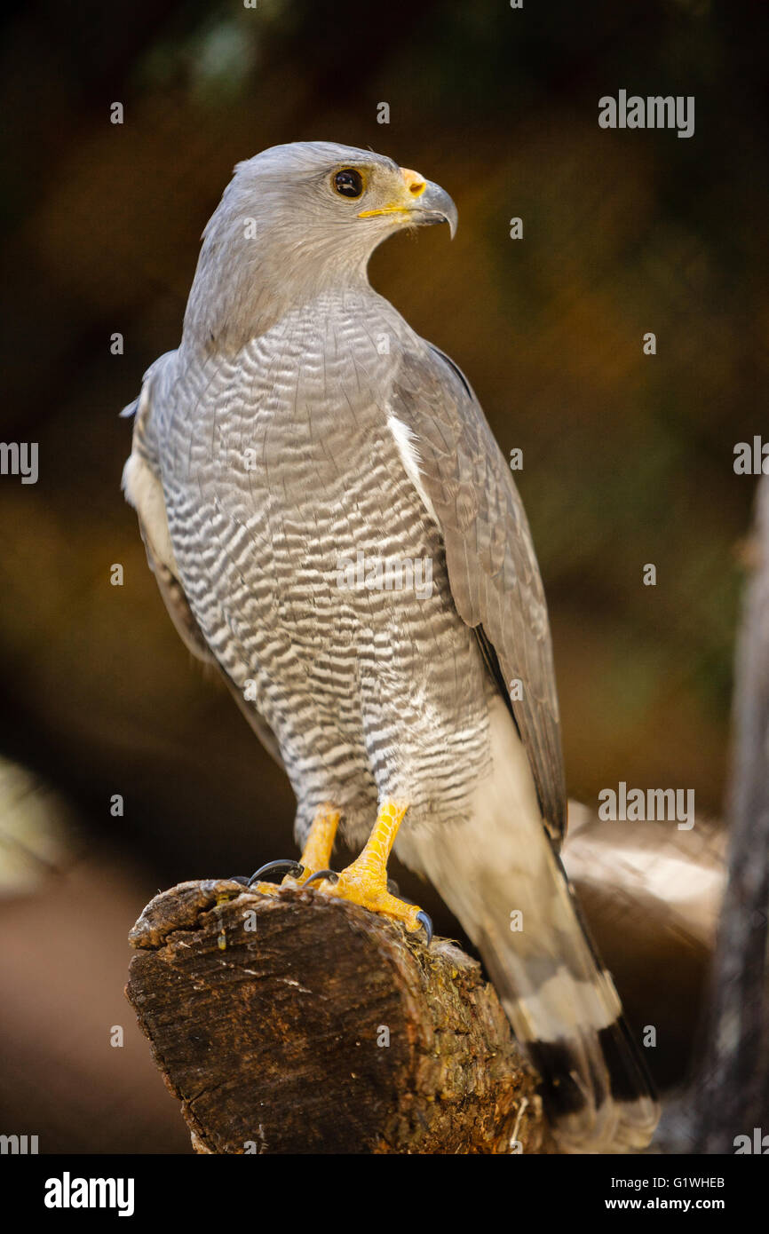 Il falco grigio (Buteo plagiatus) o messicano astore[2] è un piccolo raptor trovati in aperta campagna e margini di boschi Foto Stock