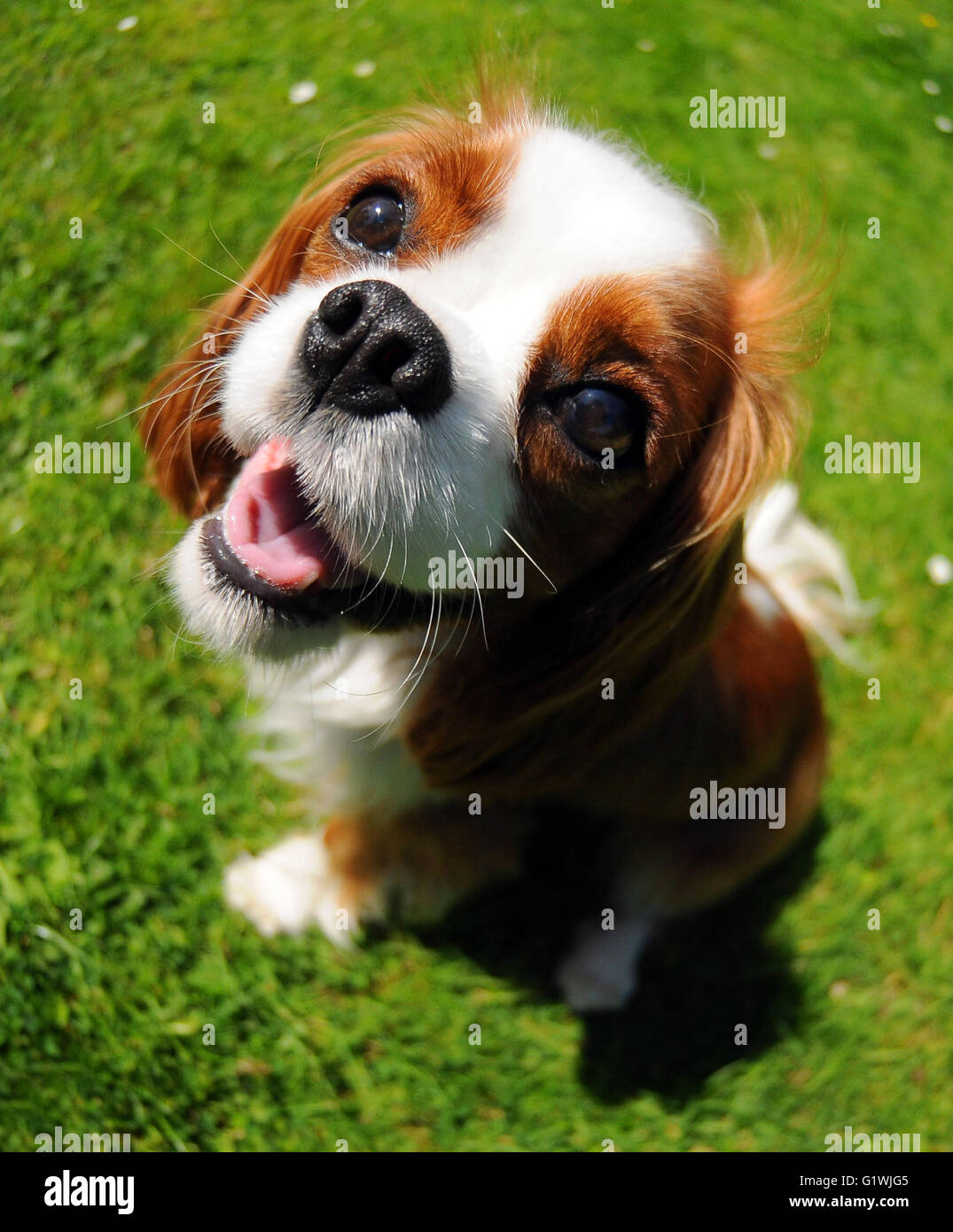 Felice Re Carlo cavalier spaniel cane in una luminosa giornata di sole. Foto Stock