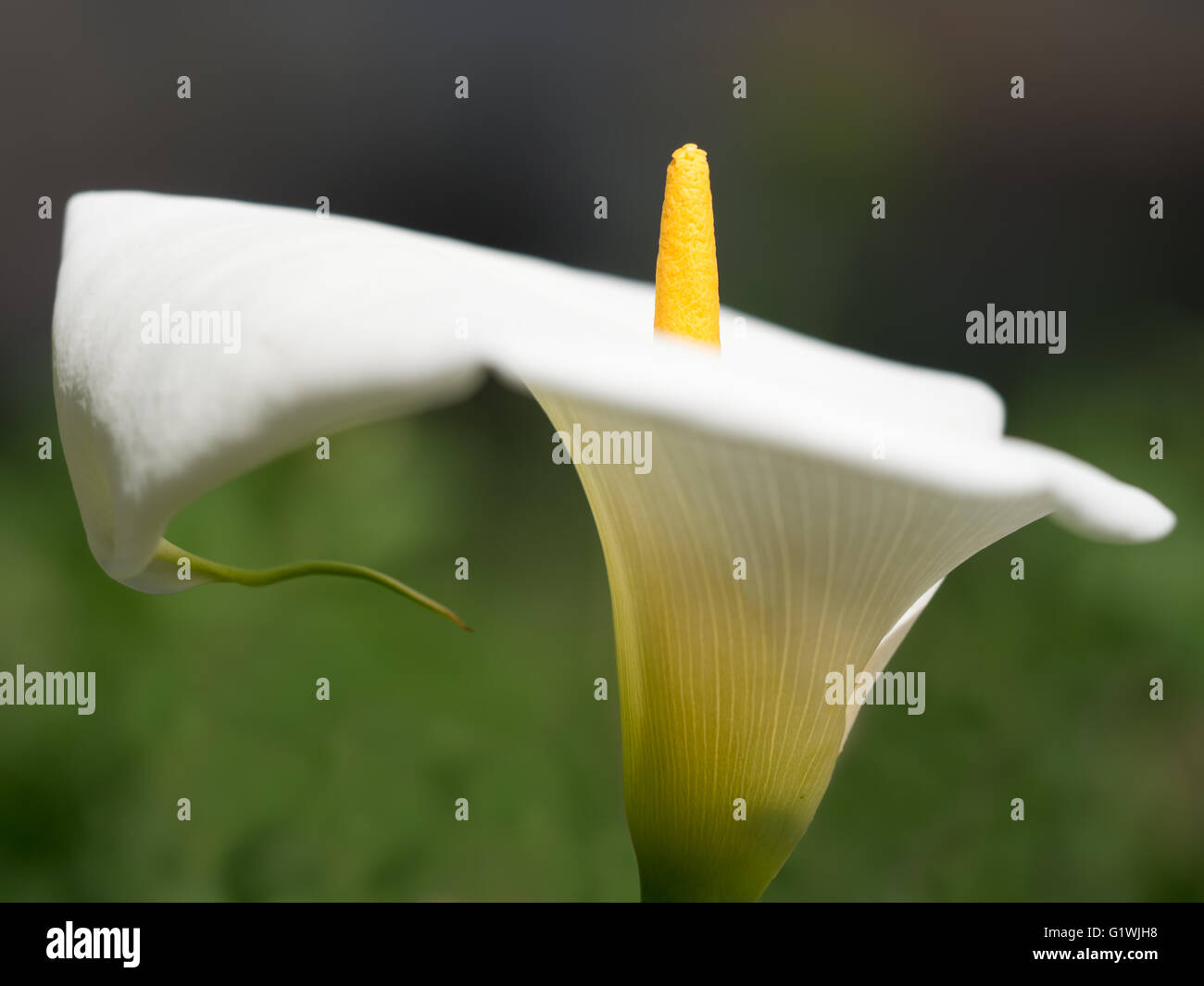 Vista ravvicinata di Arum lily, Zantedeschia aethiopica, focus su spathe. Foto Stock