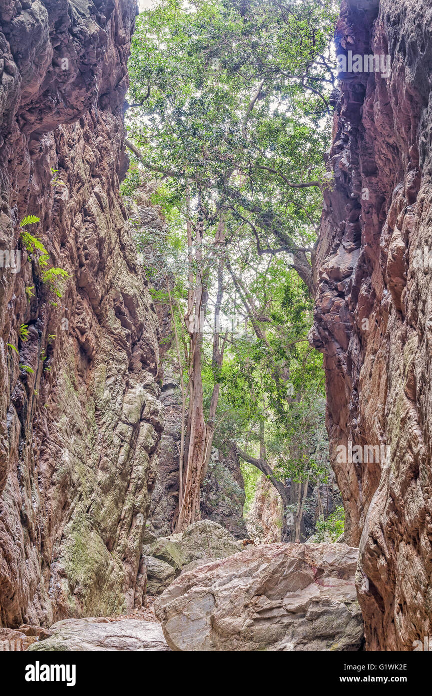 Un albero alto nella gola stretta sulla Waterkloof trail a Bo-Kloof nel Baviaanskloof (babbuino valley). Felci crescono sui clif Foto Stock