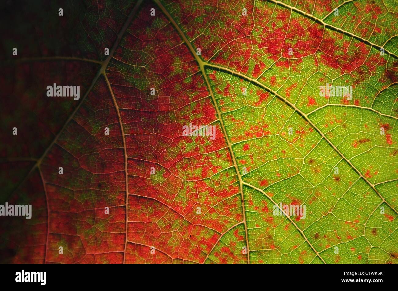 Vista in dettaglio colorato e foglia di vite per lo sfondo Foto Stock