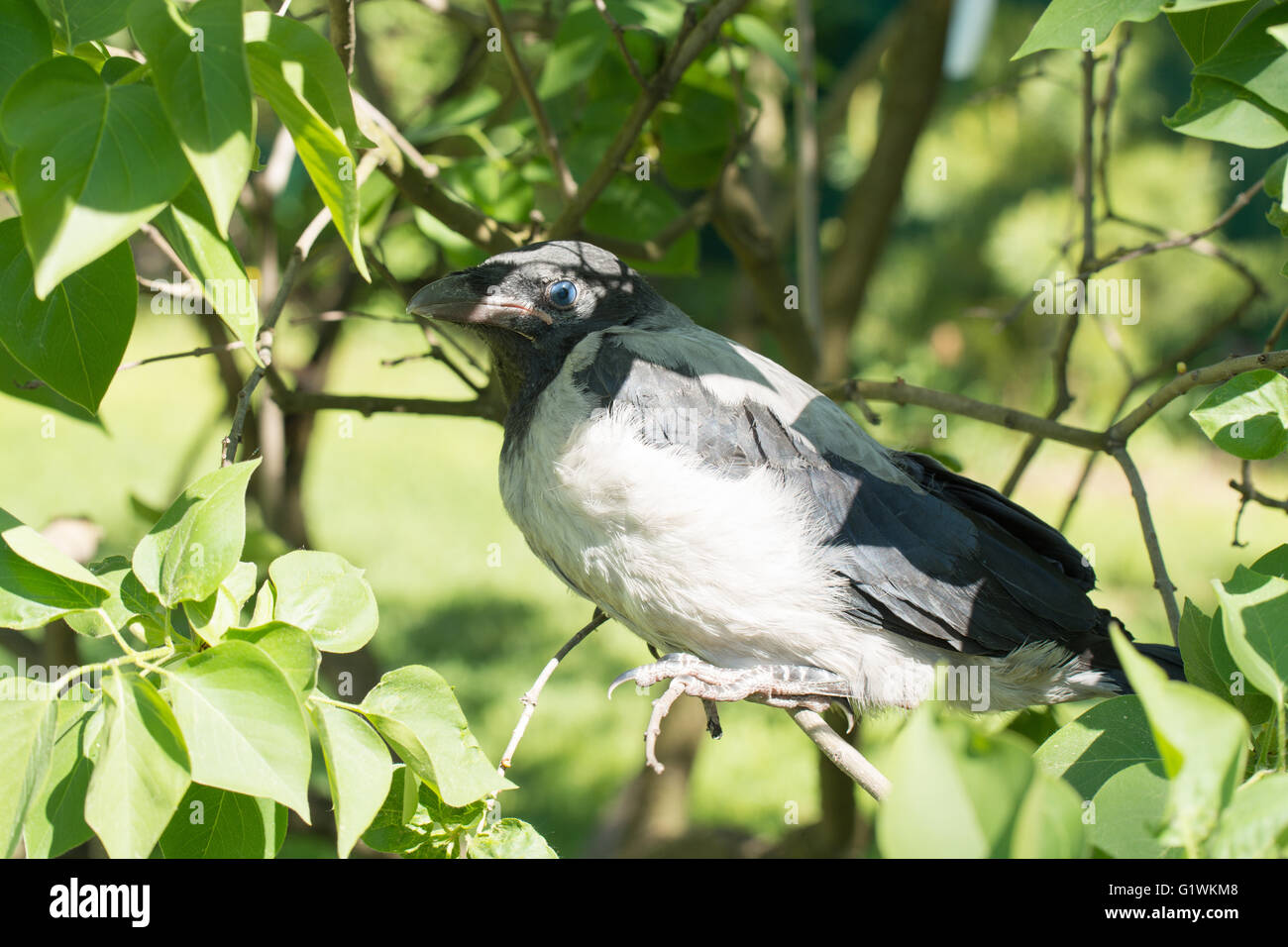 Giovani cornacchia mantellata. Corvus cornix, chiamato anche Hoodiecrow Foto Stock