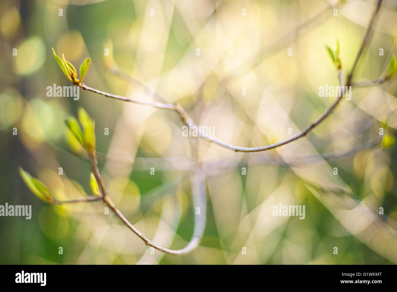 Boccola sottile ramoscello con foglie di dispiegamento, abstract sfocata sullo sfondo di primavera, la profondità di campo Foto Stock